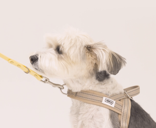Gentle Harness detail 12
