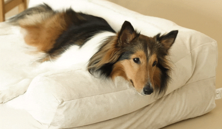 PETTAIL Sofa Cushion Bed - Reserve King Edition detail 3
