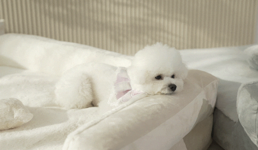 PETTAIL Sofa Cushion Bed - Reserve King Edition detail 38